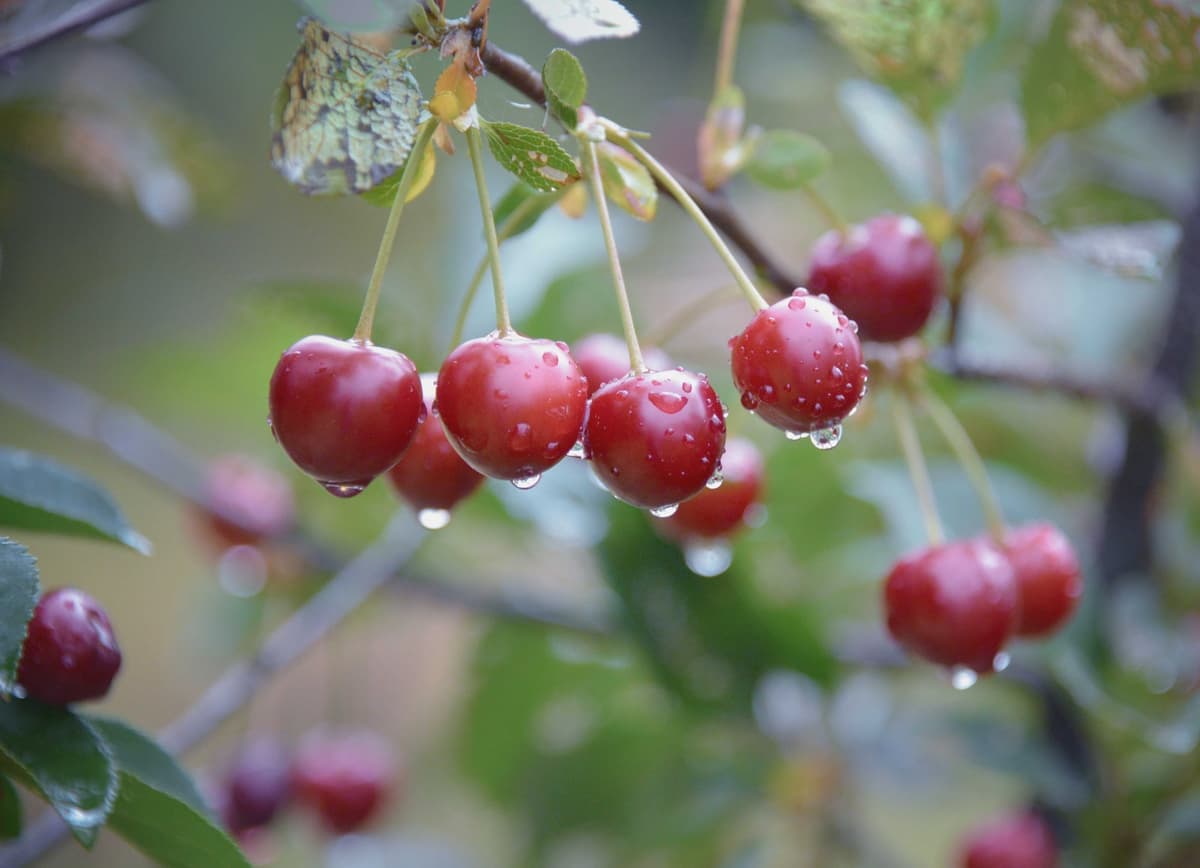 Ripe red Morello sour cherries on a branch